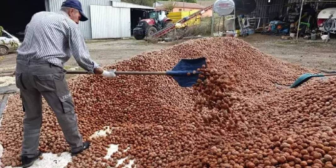 Devlet bedelsiz kiraya verdi köylünün ata mesleği oldu! Yıllardır imece usulü üretiliyor: Kilosunu 310 TL’ye satıyorlar 1